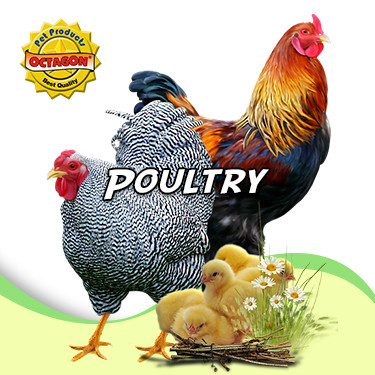 Poultry