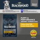 Blackwood Puppy Performance